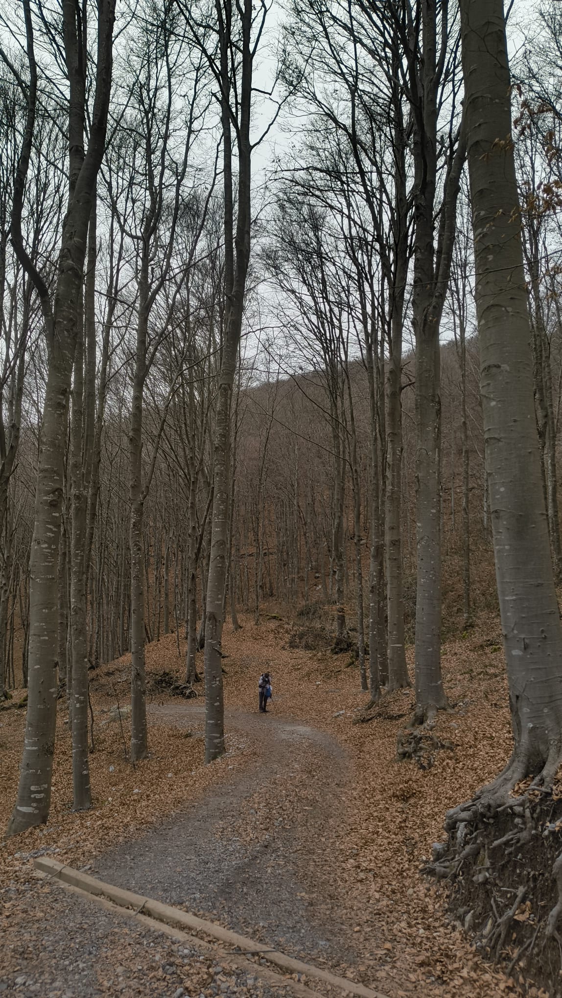 Foto n° 2 del trekking Tre Faggi │ Fuipiano